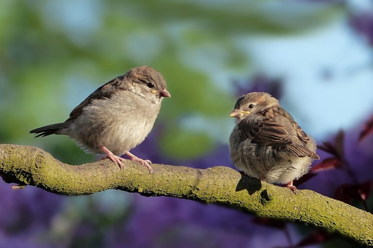 Ornitologia: Zadania i Znaczenie w Dzisiejszym Świecie